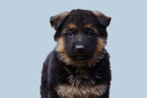 德牧很瘦不吃東西怎么辦