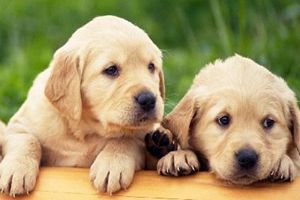 拉布拉多太皮怎么辦