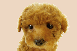 小泰迪怎么斷尾