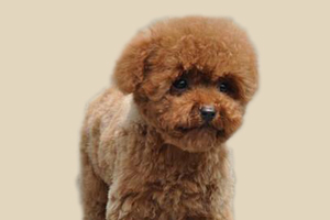 怎樣教泰迪狗算算數