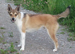 挪威倫德獵犬發燒怎么解決 挪威倫德獵犬發燒解決方案