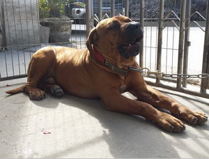 日本土佐犬發(fā)燒怎么解決 日本土佐犬發(fā)燒處理方法