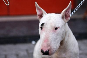 牛頭梗怎么訓練握手