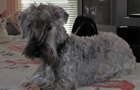 捷克梗怎么護理 捷克梗洗澡養護知識