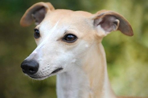 惠比特犬怎么訓練握手