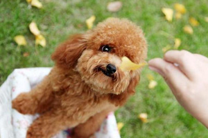 貴賓犬訓練站立行走方法是什么