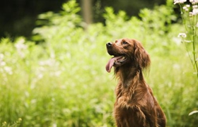 愛爾蘭雪達犬怎么護理 毛發護理方法