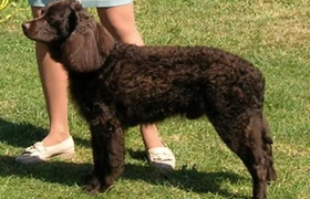 美國水獵犬掉毛怎么辦 美國水獵犬掉毛程度介紹