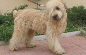 愛爾蘭軟毛梗怎么護(hù)毛 愛爾蘭軟毛梗毛發(fā)護(hù)理方法