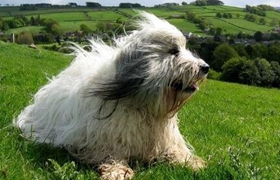 波蘭低地牧羊犬好養嗎 波蘭低地牧羊犬日常喂養方法