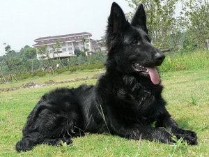 比利時牧羊犬怎么洗澡 比利時牧羊犬洗澡流程