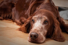 愛爾蘭雪達犬能吃雞蛋嗎 愛爾蘭雪達犬飲食禁忌