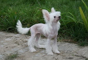 冠毛犬不能吃什么東西 中國冠毛犬不能吃的食物大全