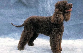 愛爾蘭水獵犬性格怎么樣 愛爾蘭水獵犬性格介紹