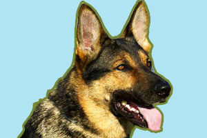 德牧怎么訓練大小便