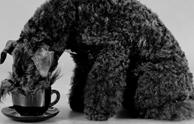 凱利藍梗幼犬吃什么 幼犬飲食應注意