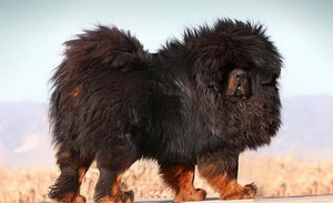 藏獒腸胃炎的癥狀有哪些 藏獒腸胃炎的癥狀及治療方法