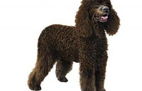 愛爾蘭水獵犬吃什么 愛爾蘭水獚喂食要點