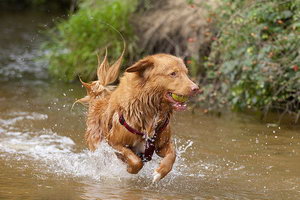 新斯科舍獵鴨尋獵犬日常護理方法