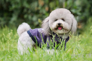 貴賓犬訓練上廁所方法是什么