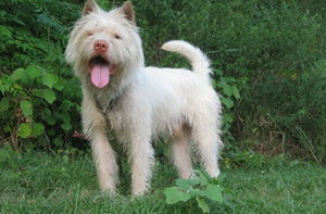 下司犬怎么養 下司犬飼養方法