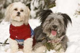 波蘭低地牧羊犬性格好不好 波蘭低地牧羊犬性格介紹