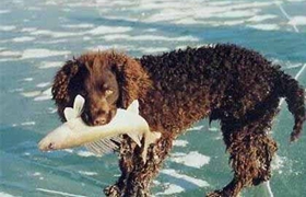 美國水獵犬怎么養 美國水獵犬護理常識