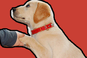 拉布拉多怎么訓練握手