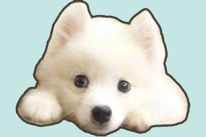 銀狐犬怎么訓練大小便