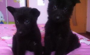 比利時牧羊犬幼犬怎么喂 比利時牧羊幼犬喂養方法