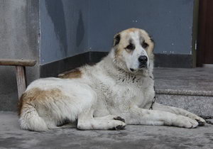 中亞牧羊犬怎么修剪指甲 中亞牧羊犬指甲修剪方法