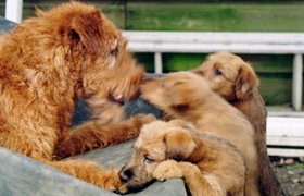 愛爾蘭梗多久洗一次澡 愛爾蘭梗洗澡步驟