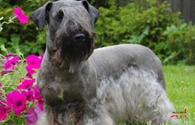 捷克梗每天喂幾次 捷克梗喂食次數介紹