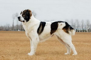 中亞牧羊犬怎么養 中亞牧羊犬飼養護理方法