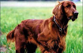 愛爾蘭雪達犬吃什么 愛爾蘭雪達犬喂食要點