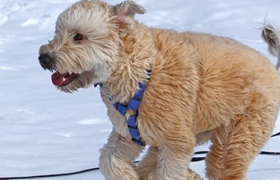 愛爾蘭梗怎么美容 奧爾蘭梗毛發美容步驟