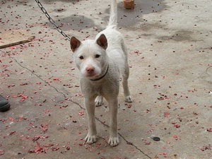 下司犬幼犬吃什么狗糧好 下司犬狗糧選擇推薦