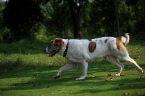 中亞牧羊犬耳朵怎么清潔 中亞牧羊犬耳朵清潔護理方法