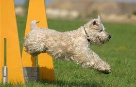 愛爾蘭軟毛梗幼犬怎么養(yǎng) 愛爾蘭軟毛梗喂養(yǎng)指南