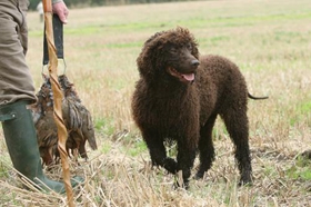 愛爾蘭水獵犬怎么美容 美容養護護理介紹