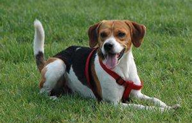 英國獵狐犬如何洗澡 英國獵狐犬洗澡步驟