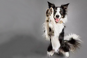 邊境牧羊犬如何訓(xùn)練站立