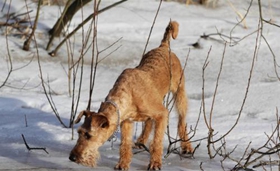 愛爾蘭梗每天睡多久 愛爾蘭梗睡眠時間介紹