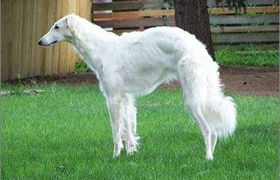 蘇俄獵狼犬好養嗎 蘇俄獵狼犬飼養方法