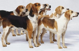 英國獵狐犬怎么美容 英國獵狐犬美容小技巧