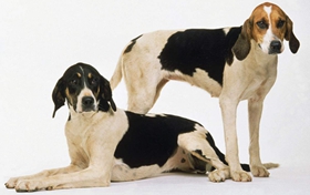 英國獵狐犬性格怎么樣 優(yōu)秀護衛(wèi)犬種