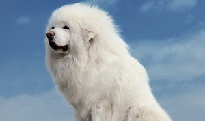 藏獒扁桃體發(fā)炎怎么辦 藏獒扁桃體發(fā)炎治療方法