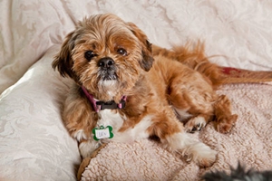 布魯塞爾格里芬犬拉稀吃什么藥