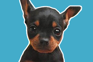 小鹿犬怎么訓(xùn)練大小便