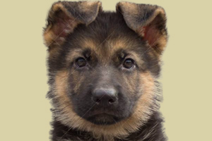 德牧怎么訓練拒食